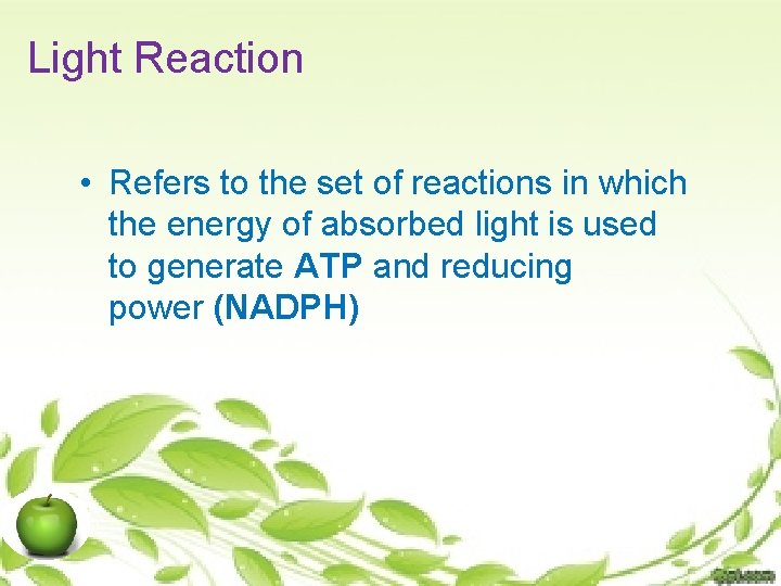 Light Reaction • Refers to the set of reactions in which the energy of