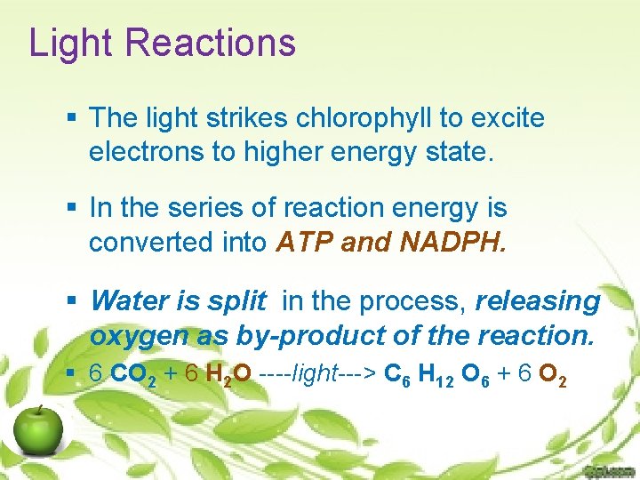 Light Reactions § The light strikes chlorophyll to excite electrons to higher energy state.