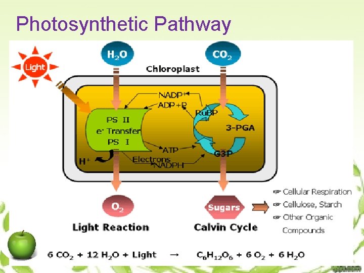Photosynthetic Pathway 