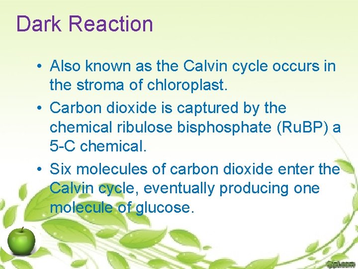 Dark Reaction • Also known as the Calvin cycle occurs in the stroma of