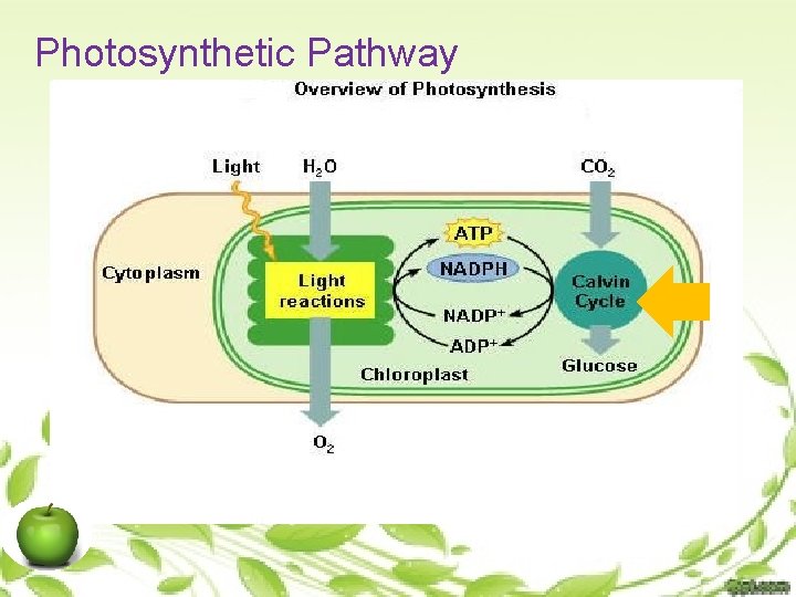 Photosynthetic Pathway 