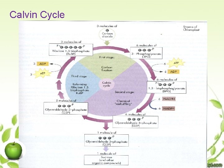 Calvin Cycle 