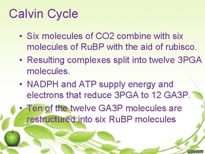 Calvin Cycle • Six molecules of CO 2 combine with six molecules of Ru.