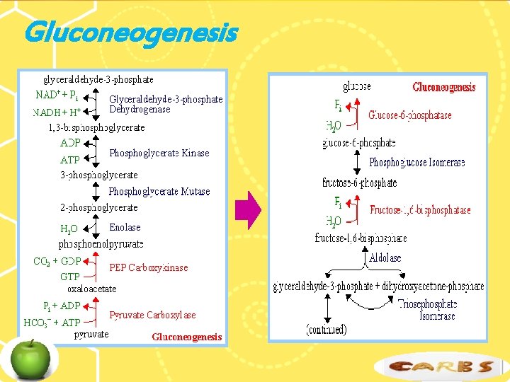 Gluconeogenesis 