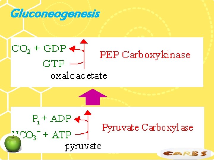 Gluconeogenesis 