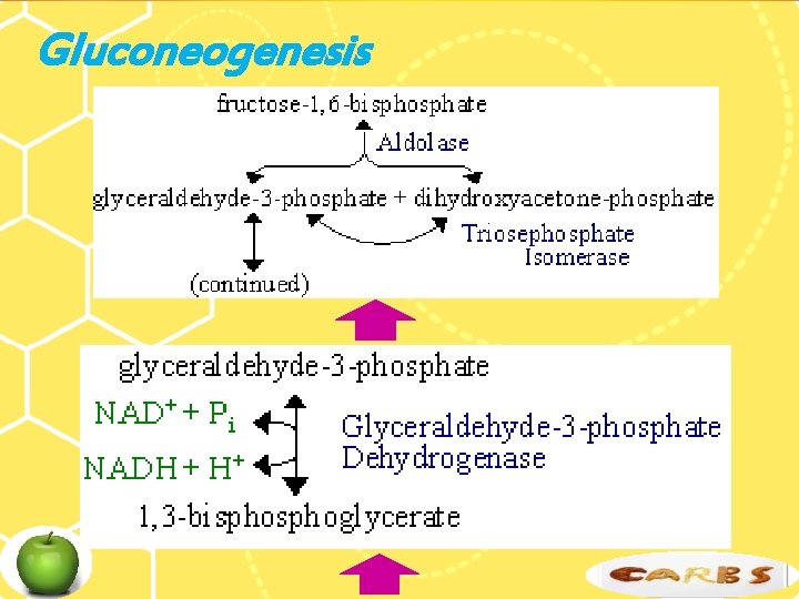 Gluconeogenesis 