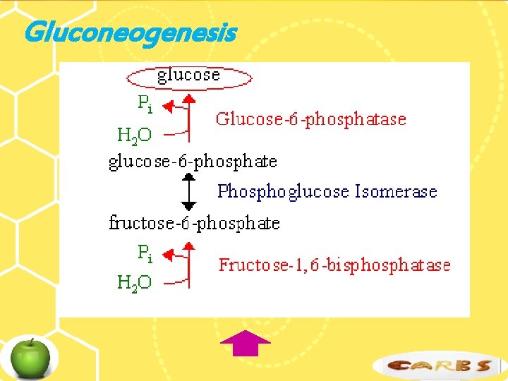 Gluconeogenesis 