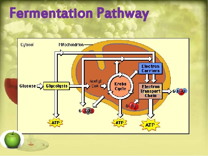 Fermentation Pathway 