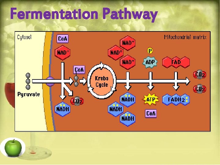 Fermentation Pathway 