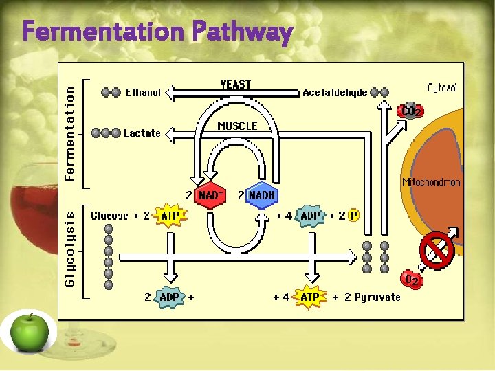 Fermentation Pathway 