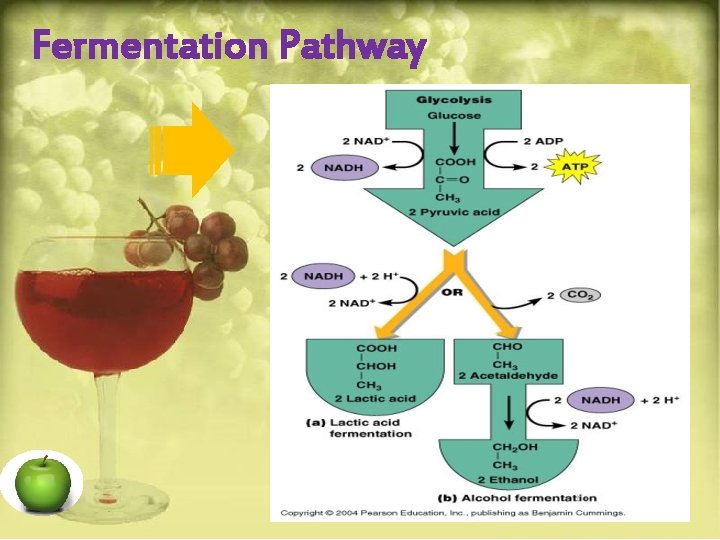 Fermentation Pathway 