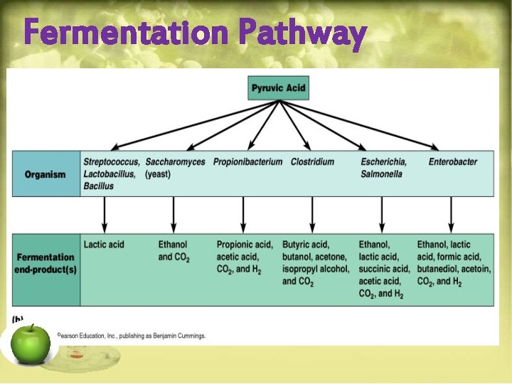 Fermentation Pathway 