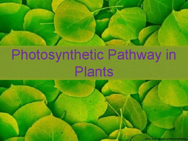 Photosynthetic Pathway in Plants 