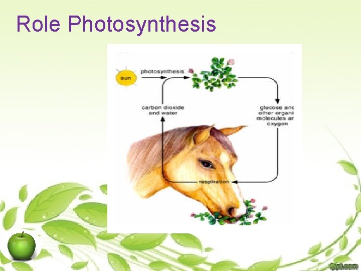 Role Photosynthesis 