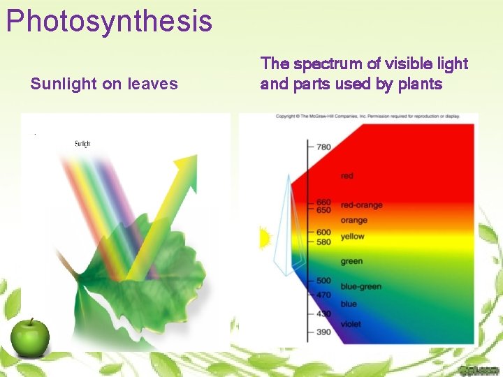 Photosynthesis Sunlight on leaves The spectrum of visible light and parts used by plants