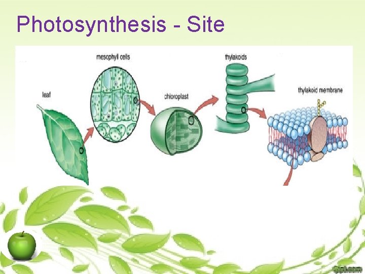 Photosynthesis - Site 