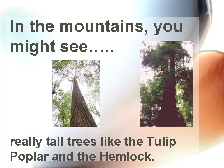 In the mountains, you might see…. . really tall trees like the Tulip Poplar