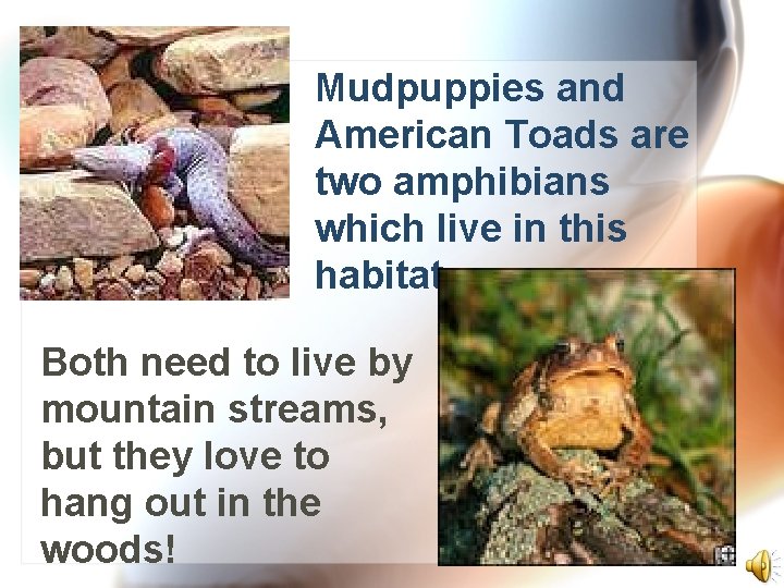 Mudpuppies and American Toads are two amphibians which live in this habitat. Both need