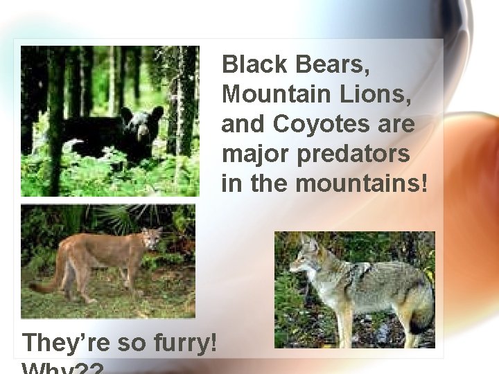 Black Bears, Mountain Lions, and Coyotes are major predators in the mountains! They’re so