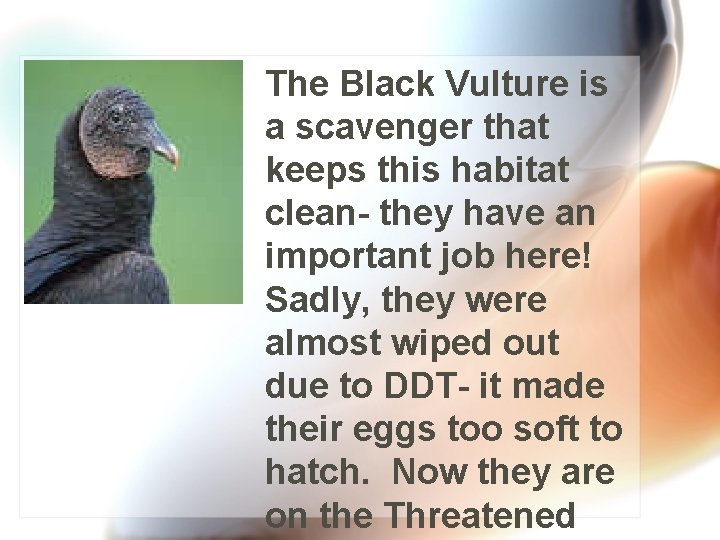 The Black Vulture is a scavenger that keeps this habitat clean- they have an