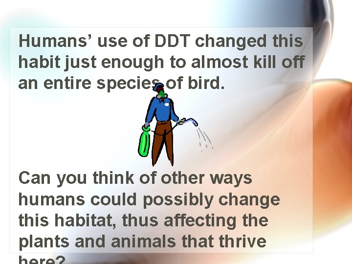 Humans’ use of DDT changed this habit just enough to almost kill off an