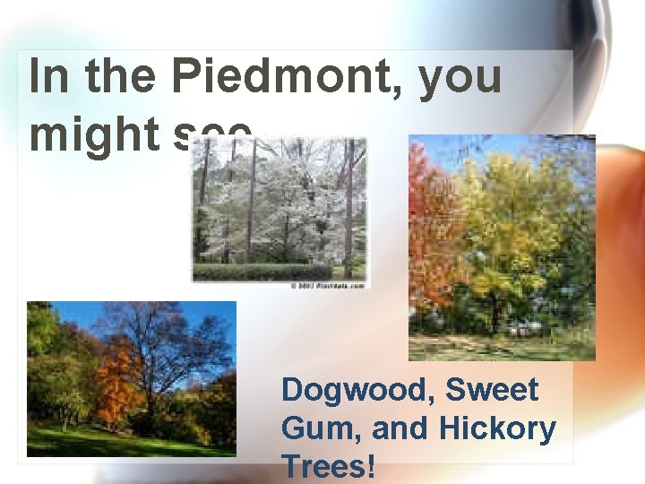 In the Piedmont, you might see…. . Dogwood, Sweet Gum, and Hickory Trees! 