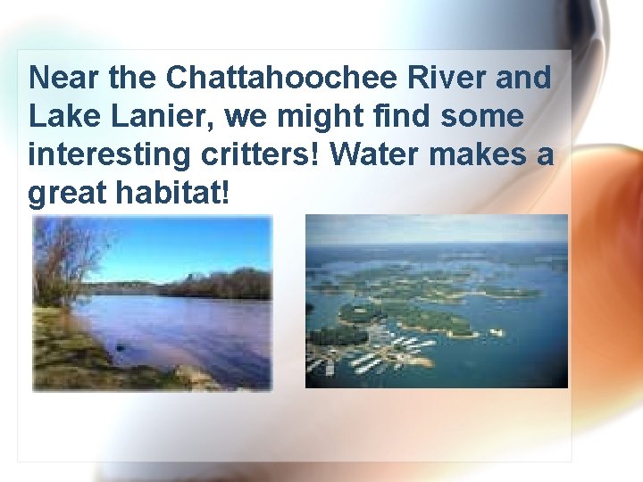 Near the Chattahoochee River and Lake Lanier, we might find some interesting critters! Water