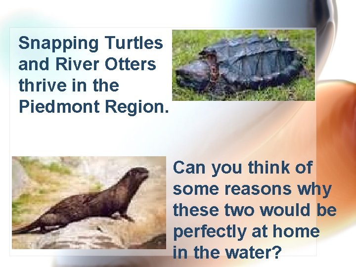 Snapping Turtles and River Otters thrive in the Piedmont Region. Can you think of