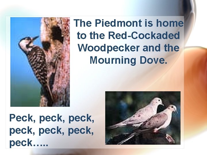 The Piedmont is home to the Red-Cockaded Woodpecker and the Mourning Dove. Peck, peck,