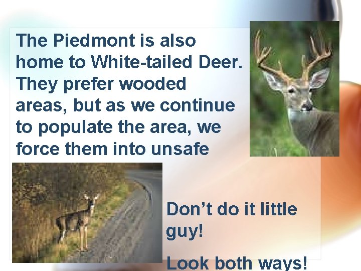 The Piedmont is also home to White-tailed Deer. They prefer wooded areas, but as