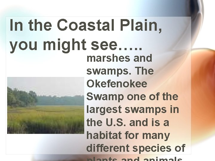 In the Coastal Plain, you might see…. . marshes and swamps. The Okefenokee Swamp
