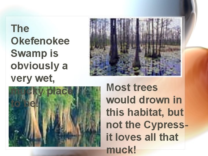 The Okefenokee Swamp is obviously a very wet, mucky place to be! Most trees