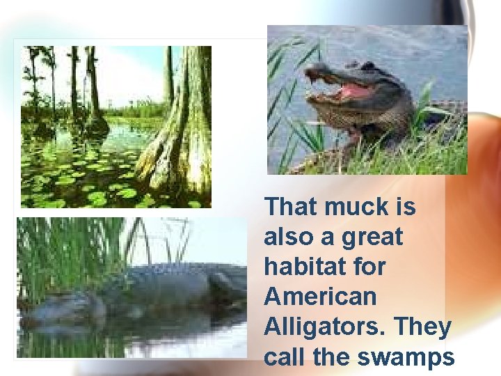 That muck is also a great habitat for American Alligators. They call the swamps