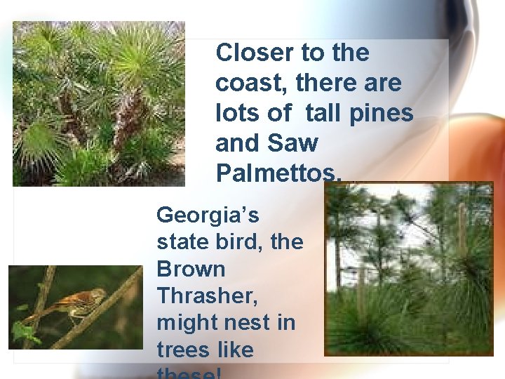 Closer to the coast, there are lots of tall pines and Saw Palmettos. Georgia’s