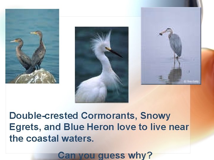 Double-crested Cormorants, Snowy Egrets, and Blue Heron love to live near the coastal waters.
