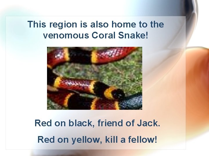 This region is also home to the venomous Coral Snake! Red on black, friend