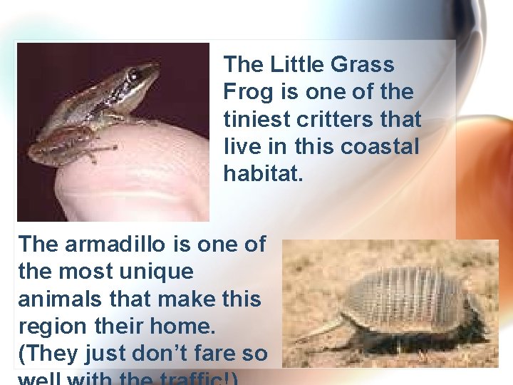 The Little Grass Frog is one of the tiniest critters that live in this