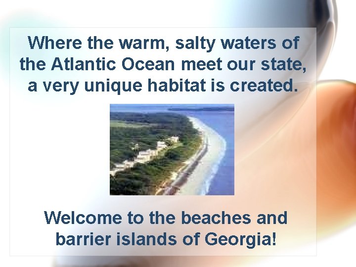 Where the warm, salty waters of the Atlantic Ocean meet our state, a very