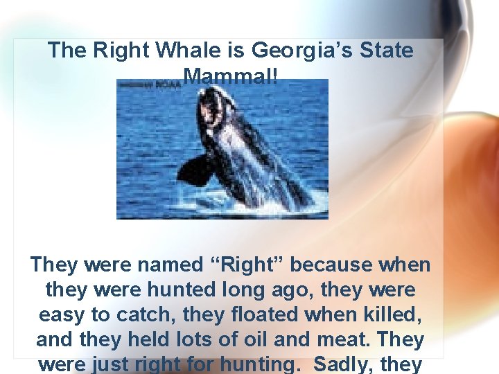 The Right Whale is Georgia’s State Mammal! They were named “Right” because when they