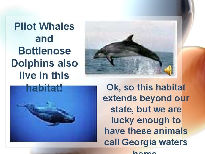 Pilot Whales and Bottlenose Dolphins also live in this habitat! Ok, so this habitat