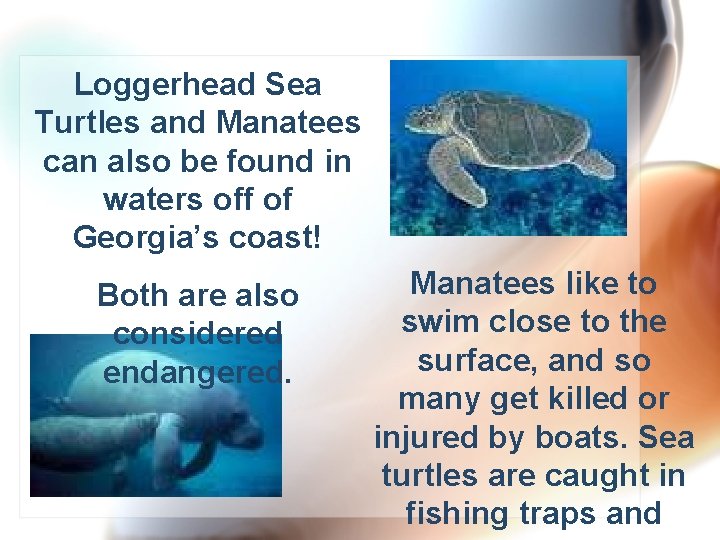 Loggerhead Sea Turtles and Manatees can also be found in waters off of Georgia’s