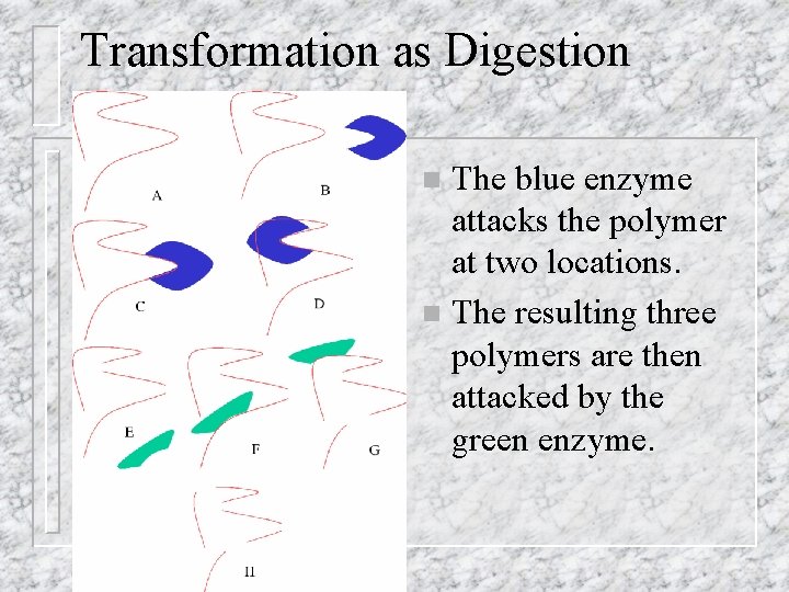 Transformation as Digestion The blue enzyme attacks the polymer at two locations. n The Transformation as Digestion The blue enzyme attacks the polymer at two locations. n The