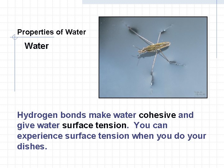Properties of Water Hydrogen bonds make water cohesive and give water surface tension. You Properties of Water Hydrogen bonds make water cohesive and give water surface tension. You