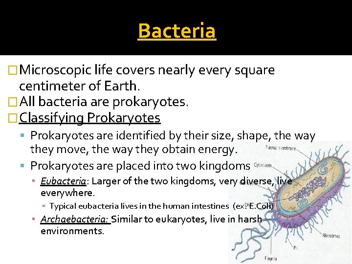 Bacteria �Microscopic life covers nearly every square centimeter of Earth. �All bacteria are prokaryotes.