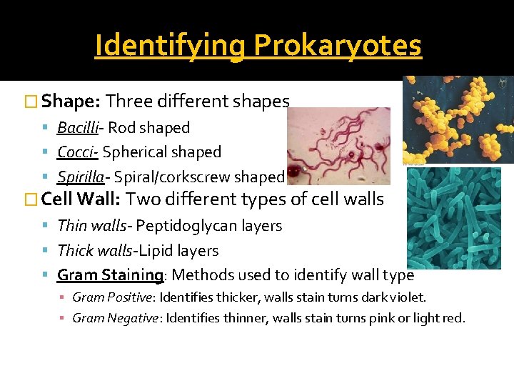 Identifying Prokaryotes � Shape: Three different shapes Bacilli- Rod shaped Cocci- Spherical shaped Spirilla-