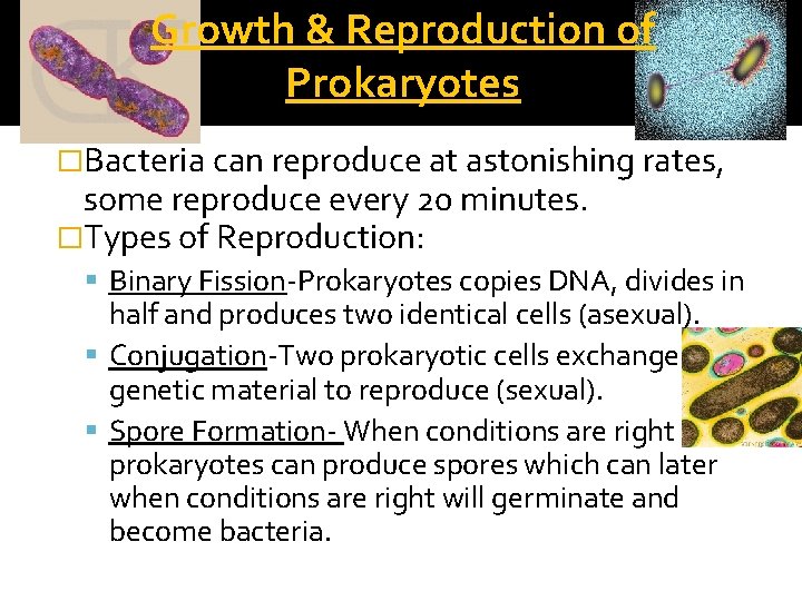 Growth & Reproduction of Prokaryotes �Bacteria can reproduce at astonishing rates, some reproduce every