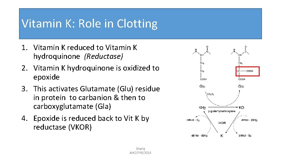 Vitamin K: Role in Clotting 1. Vitamin K reduced to Vitamin K hydroquinone (Reductase)