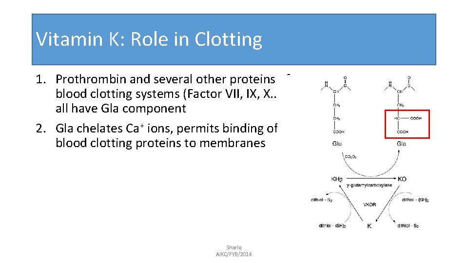 Vitamin K: Role in Clotting 1. Prothrombin and several other proteins of blood clotting