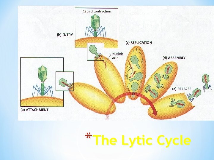 *The Lytic Cycle 