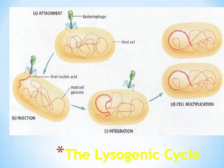 *The Lysogenic Cycle 